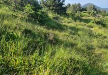 immagine di Monte Zenone