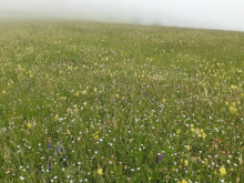 immagine di Picco Ritto